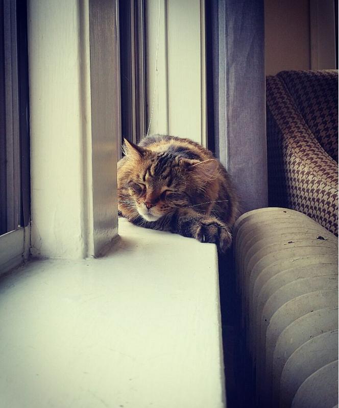 Happy cats + clean air = can't ask for more!