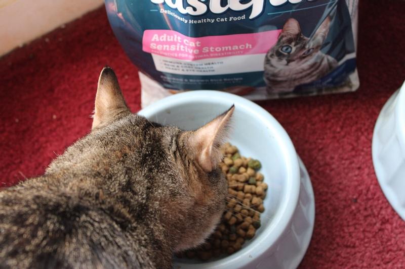 Blue sensitive stomach store cat food reviews