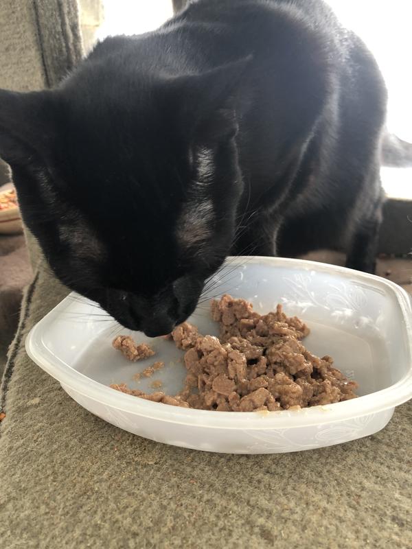 He is Loving His Treat