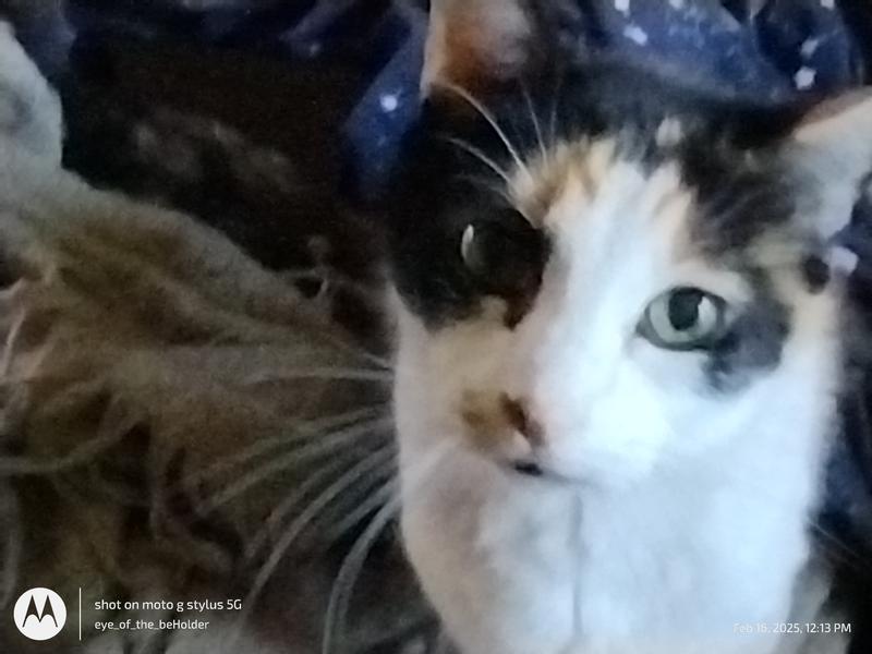 19 yr old Munchkin waiting for her Blue Baby! 💖