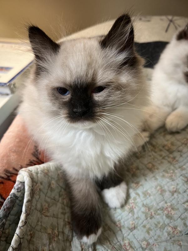 Seal point mitted ragdoll kitten
