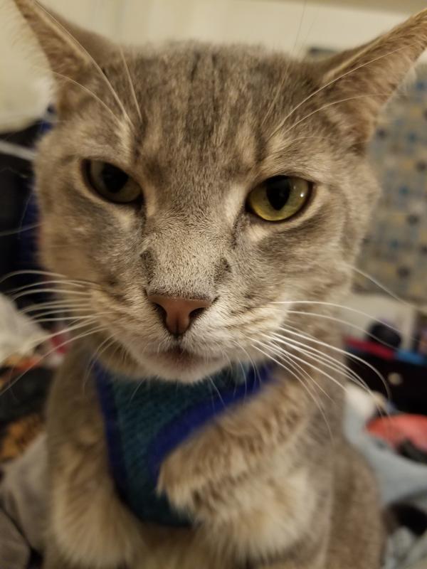 Happy cat with his blue buffalo duck pate