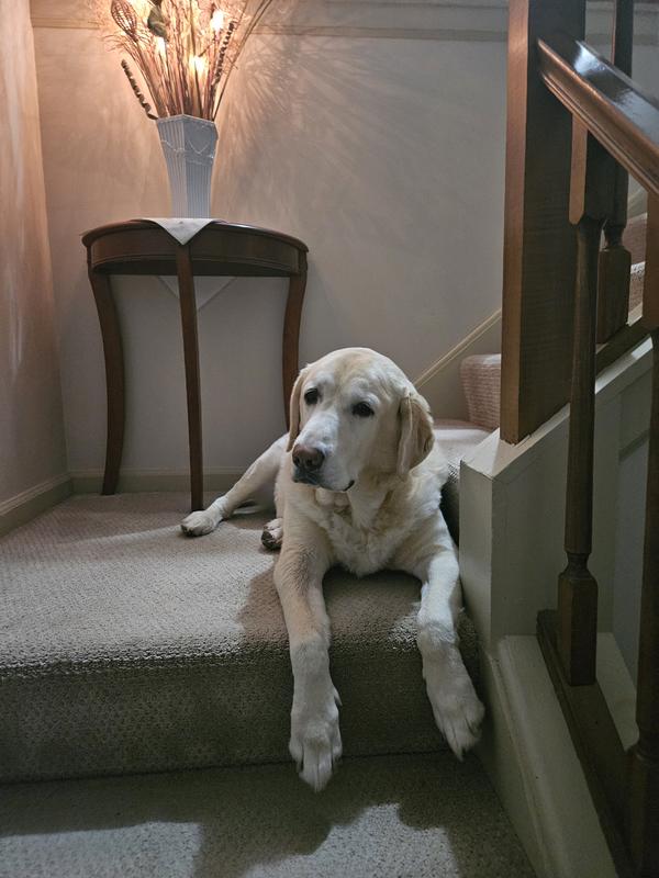 Blue salmon and brown rice