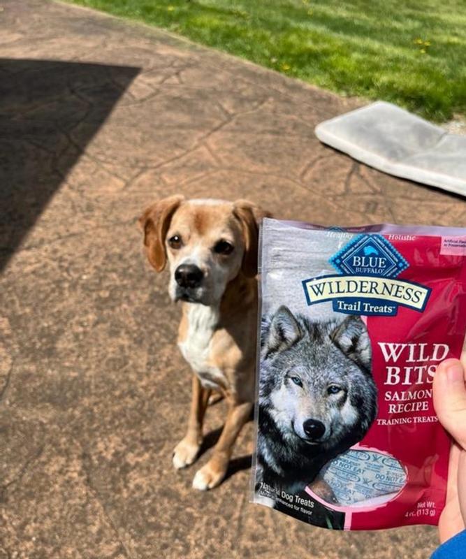 wilderness dog blue wilderness salmon review