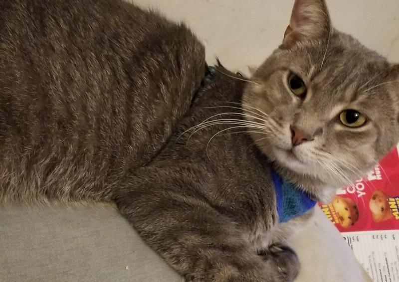 Happy cat with his blue buffalo