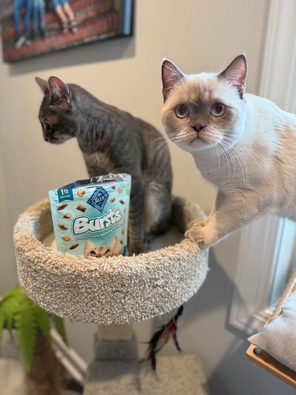 Blue Buffalo Bursts Filled Seafood Cat Treats – Petsense