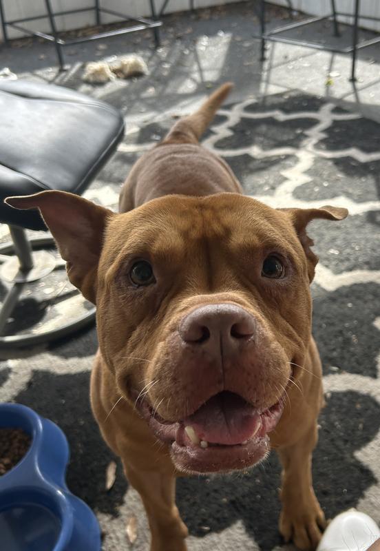 My buddy boy
