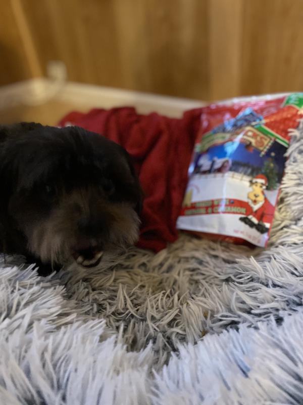 Bella enjoying her blue biscuit