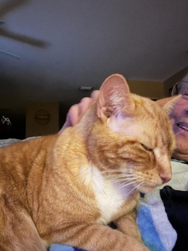 Jojo, King of cats