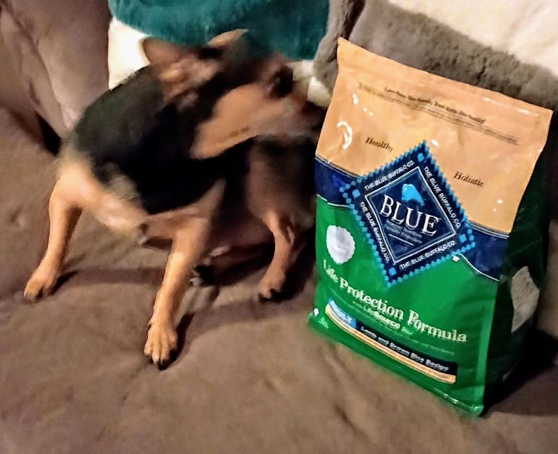 Blue buffalo made my dog sick best sale