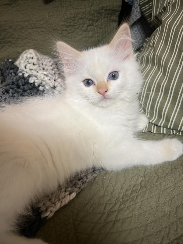 Red point /mitted boy loooves Blue too