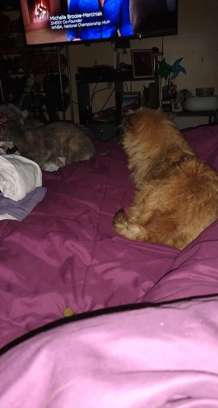 Camera shy while eating up their True Chews