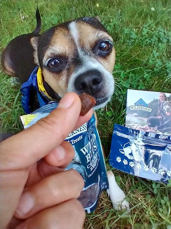 Blue wilderness dog outlet treats review