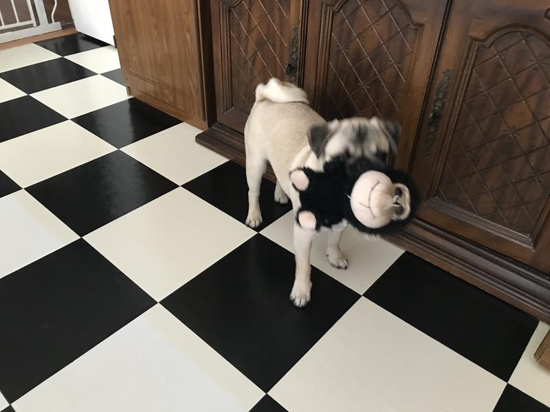 Life is good:  Blue Buffalo Puppy Food and Monkey