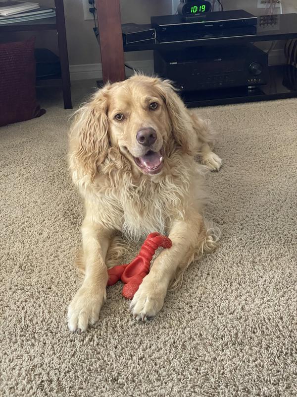 This is Chandler. The Goldendoodle that forgot the doodle. He’s the best him