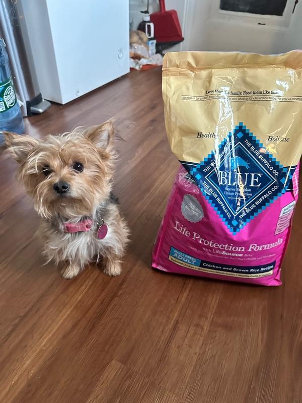 Blue buffalo dog outlet food bag sizes