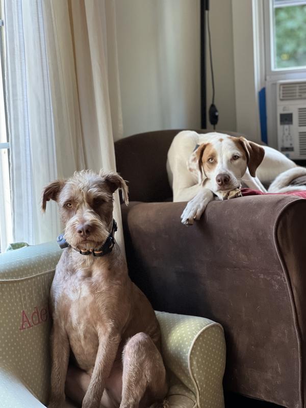 Nacho ( left ) and cooper