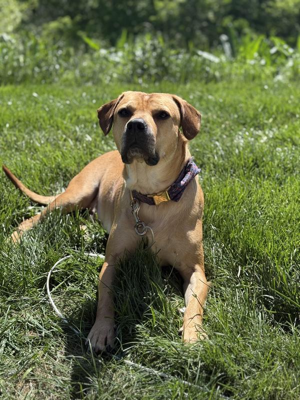 Meet Boss, who's outside and NOT eating grass, thanks to Blue Basics.