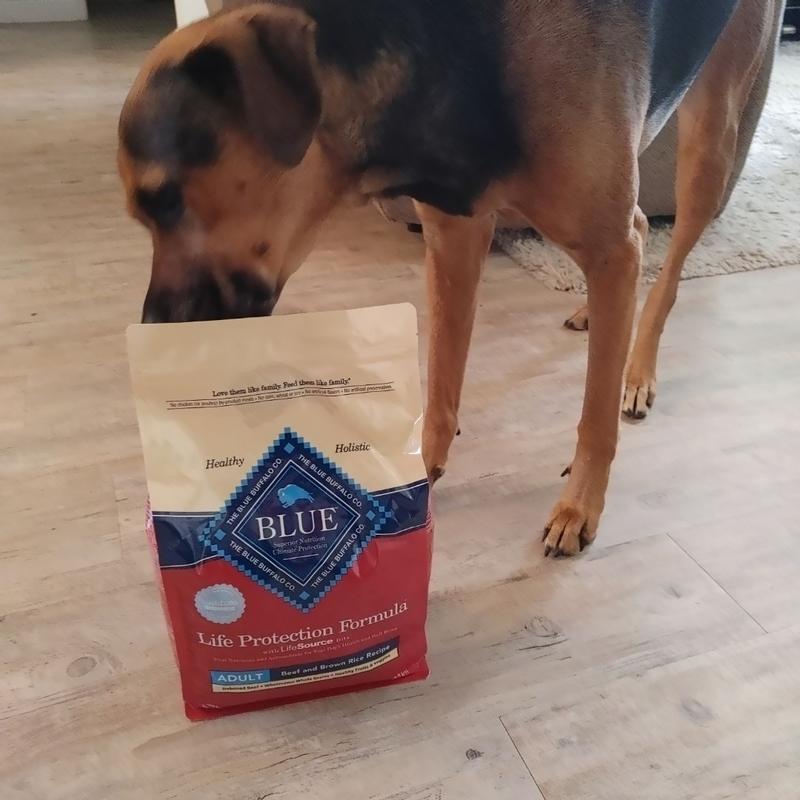 Blue buffalo best sale dog food fish