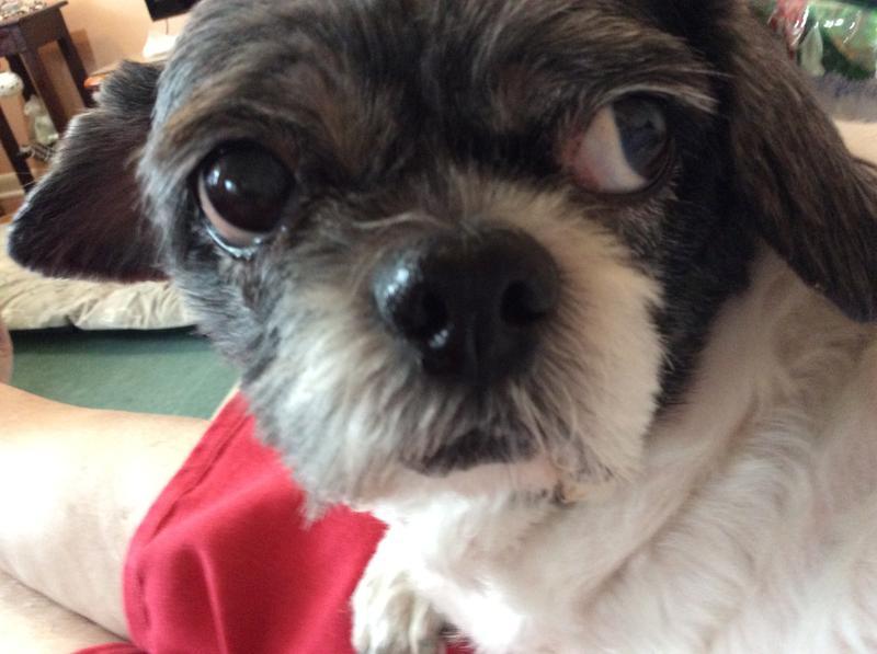 My sweet,picky lil shih-tzu...15 yrs of bossing mommy around..lol