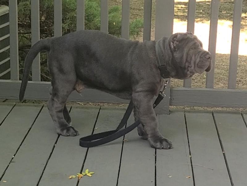 Blue Buffalo Large Breed Chicken puppy