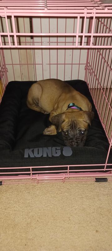 Boerboel mastiff/ American Staffordshire terrier/ American Staffordshire bull terrier mix