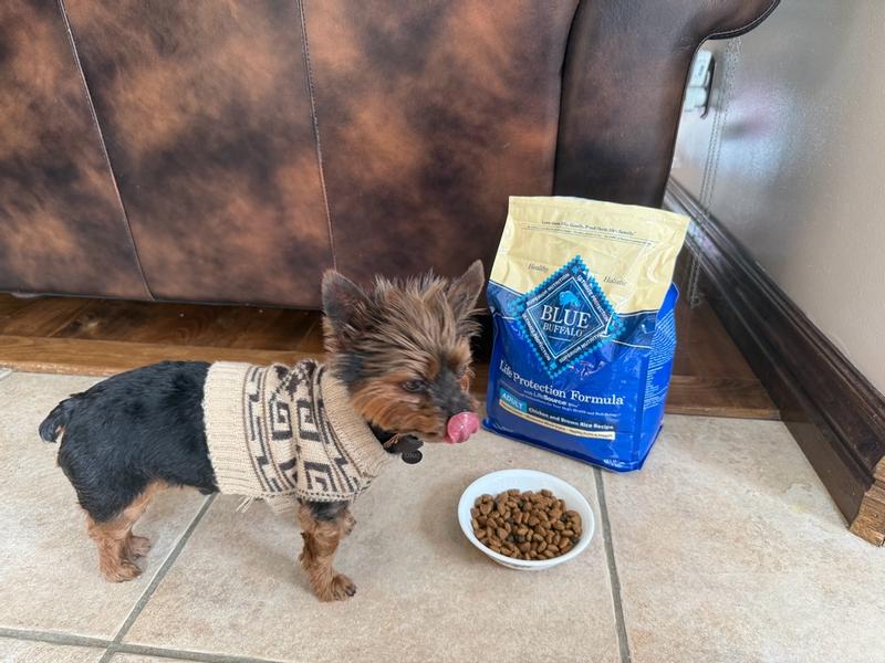 Senior Dog Blue Life Protection Dog Food Reviews Blue Buffalo Life