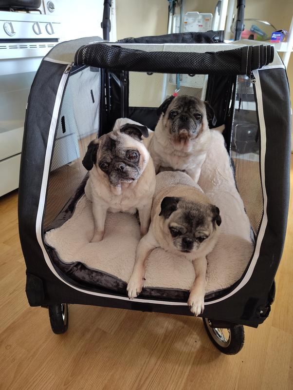 Spoiled pugs. That tummies run on Blue 💙