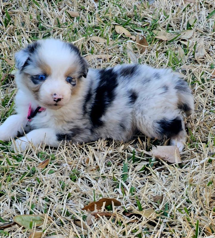 Blue buffalo 2024 australian shepherd