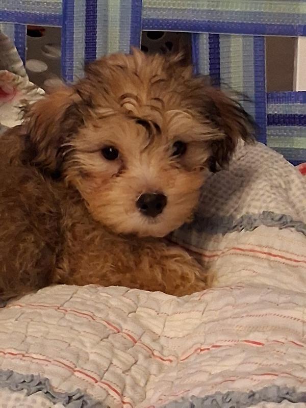 He would not stop eating, so I added a pic of his cute and satisfied face.