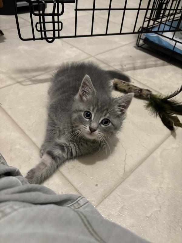 First week at home