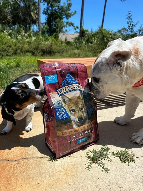 Blue buffalo hotsell dog food samples