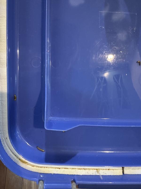 The lid to the sealed food bin with grain worms.