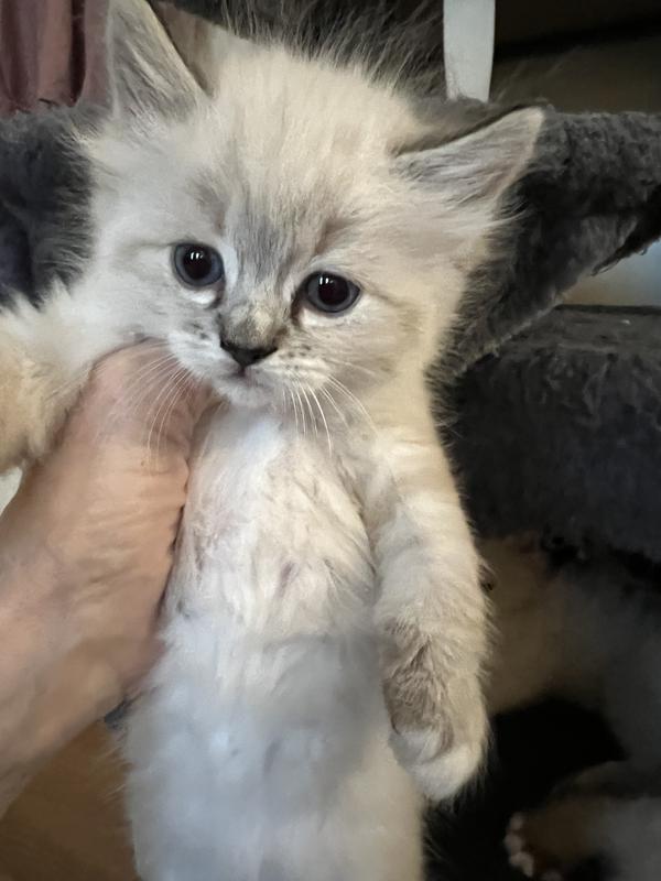 Seal point lynx ragdoll girl says , blue chicken is her favorite
