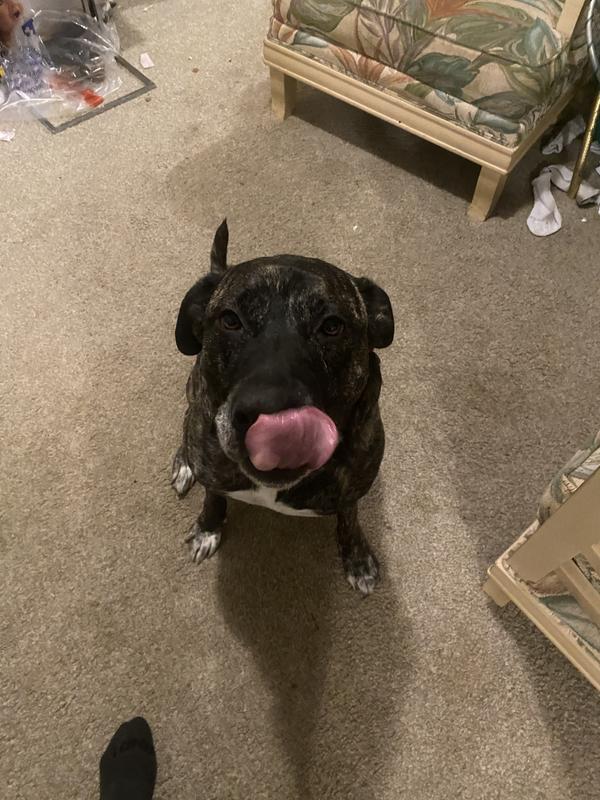 moose
