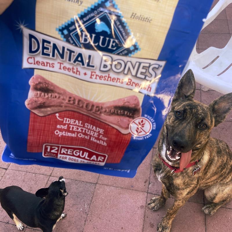 Blue Flexible Dog Dental Chew Bones Toys Dogs Oral Health Treat, 1 cou –  Plutusdental