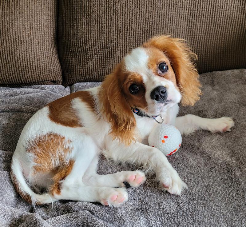 Photo - commentaire 8.