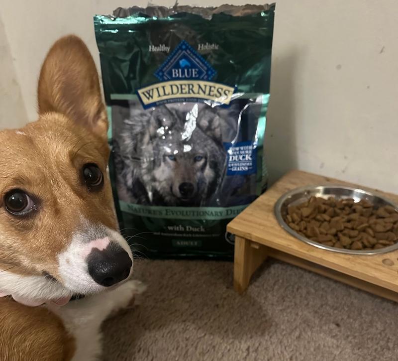 Blue wilderness duck dog food clearance review