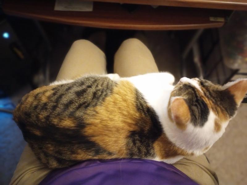 Thanks to Blue Buffalo, she doesn't fit on my lap so well anymore.