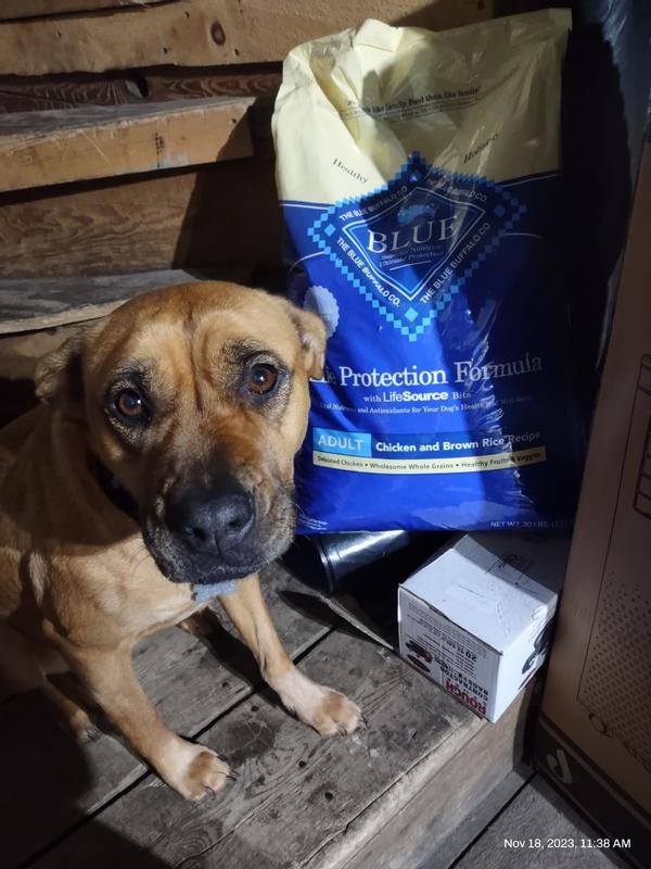 Blue buffalo senior hotsell dog food 30lb bag