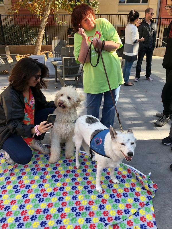 Honey & Sugar, Therapy Dogs