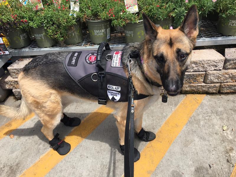 Mystic, an extraordinary Service Dog!