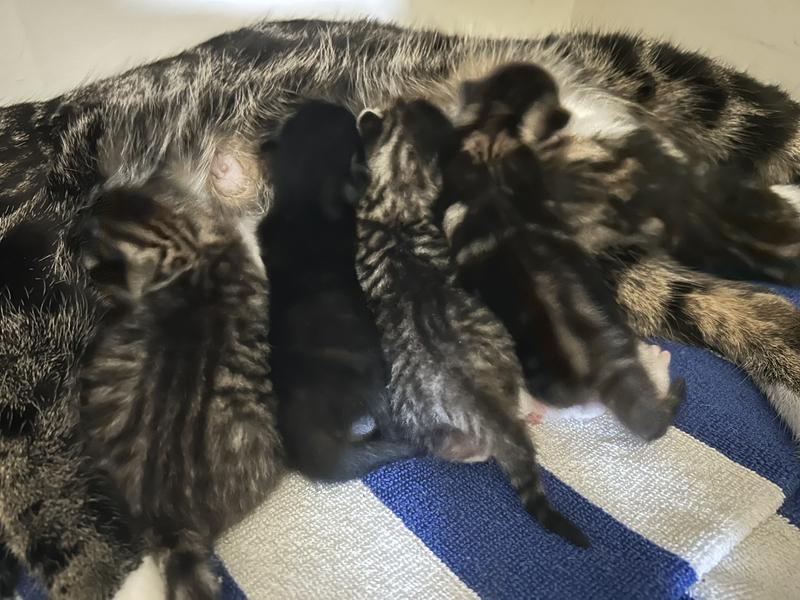 From mom to Simon checking out feeding chart of Tastefuls