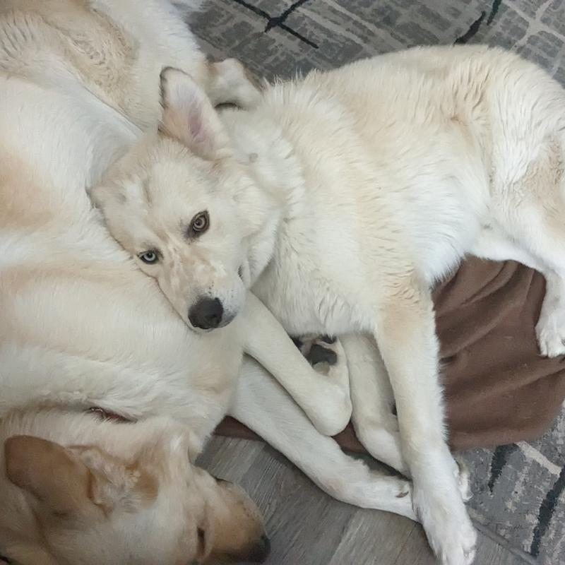 Photo - commentaire 4.