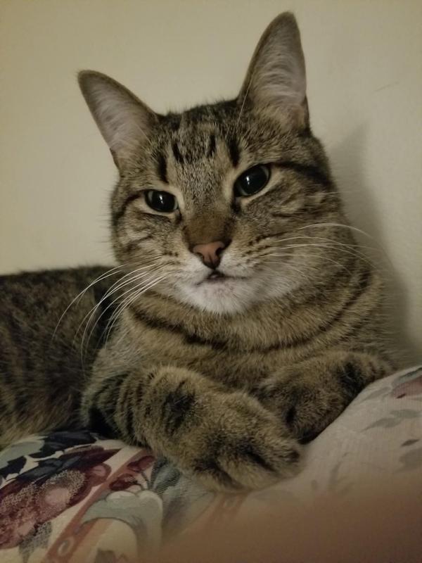 Blue Buffalo Wilderness chicken Dry Cat Food