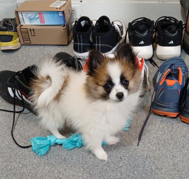 My sweet Downie. Toy Pomeranian.