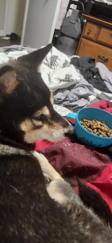 My Shiba Inu Midnight