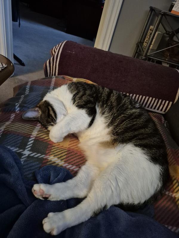 My wonderful cat, Titus😍