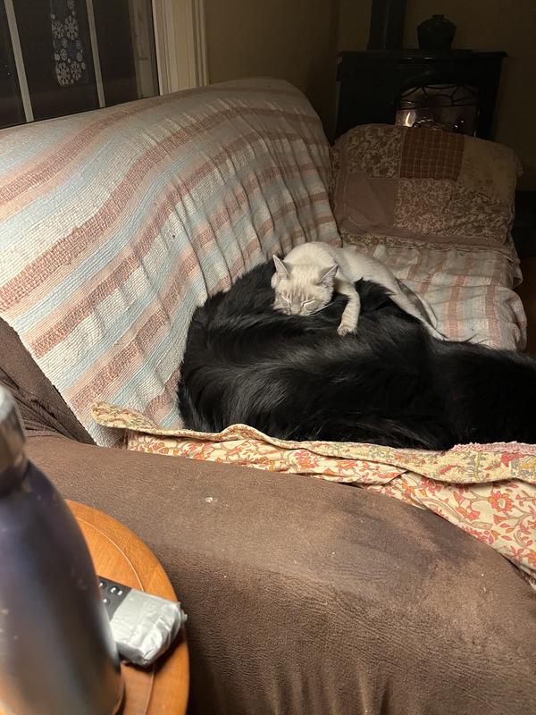 Chicken pate for kitten and blue buffalo chicken and brown rice for both dogs