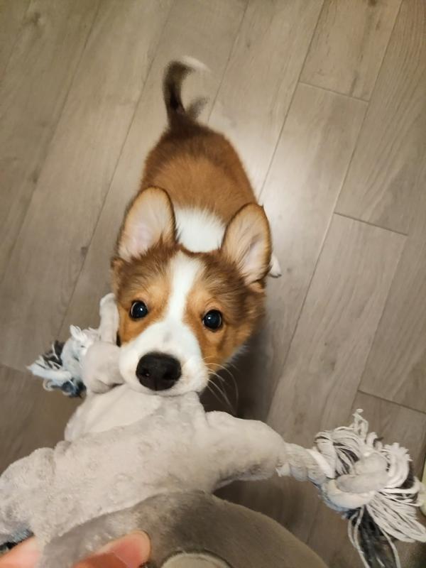 He's full of energy after had dinner